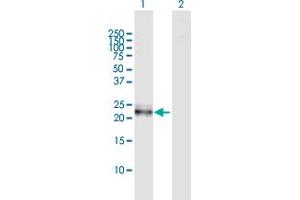 Western Blot analysis of IL27 expression in transfected 293T cell line by IL27 MaxPab polyclonal antibody.