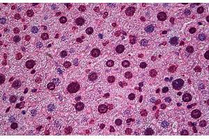 Mouse Liver: Formalin-Fixed, Paraffin-Embedded (FFPE)