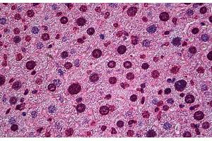 Mouse Liver: Formalin-Fixed, Paraffin-Embedded (FFPE) (HES5 anticorps  (AA 83-95))