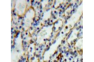 IHC-P analysis of Spleen tissue, with DAB staining. (IL27 Receptor alpha anticorps  (AA 117-350))