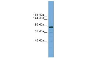 WB Suggested Anti-ATG9B Antibody Titration: 0. (ATG9B anticorps  (C-Term))