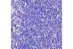 TUBA4A antibody immunohistochemistry analysis in formalin fixed and paraffin embedded human tonsil tissue.