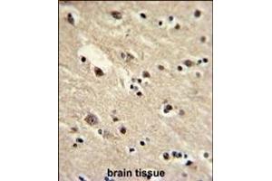 Formalin-fixed and paraffin-embedded human brain with EEF1A1/ EEF1A2 Antibody (N-term), which was peroxidase-conjugated to the secondary antibody, followed by DAB staining.