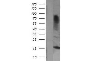 Image no. 1 for anti-Growth Arrest and DNA-Damage-Inducible, gamma (GADD45G) antibody (ABIN1497602) (GADD45G anticorps)