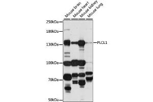 Western blot analysis of extracts of various cell lines, using PLCL1 antibody (ABIN6293909) at 1:1000 dilution.