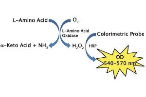 L-Amino Acid Assay Principle. (L-Amino Acid Assay Kit (Colorimetric))