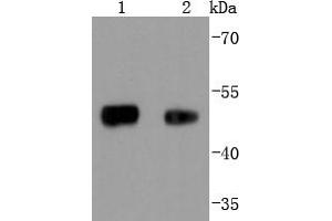 Lane 1: 293 lysates, Lane 2: Mouse lung lysates probed with FOXA1 (5F7) Monoclonal Antibody  at 1:1000 overnight at 4˚C. (FOXA1 anticorps)