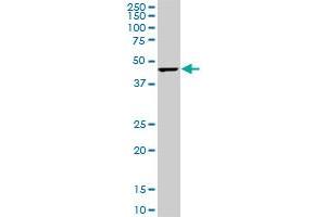 Western Blotting (WB) image for anti-Cytidine Monophosphate N-Acetylneuraminic Acid Synthetase (CMAS) (AA 164-264) antibody (ABIN466224) (CMAS anticorps  (AA 164-264))