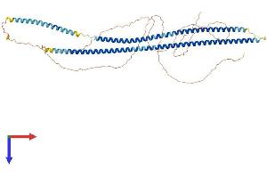 AlphaFold protein structure predicition of Mouse Recombinant Krt5 Protein, UniprotID Q922U2