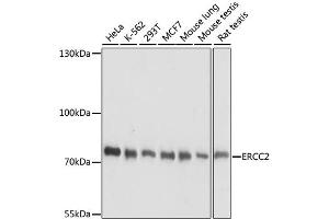 Western blot analysis of extracts of various cell lines, using ERCC2 antibody. (ERCC2 anticorps)