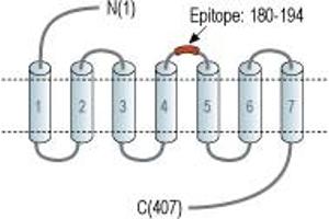 anti-Tachykinin Receptor 1 (TACR1) (2nd Extracellular Loop), (AA 180-194) antibody (APC)