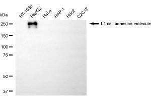 Western blotting analysis using L1 cell adhesion molecule antibody (ABIN7799221).