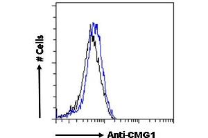 ABIN6391342 Flow cytometric analysis of paraformaldehyde fixed U251 cells (blue line), permeabilized with 0. (IFT74 anticorps)