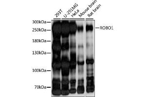 Western blot analysis of extracts of various cell lines, using ROBO1 antibody (ABIN7270110) at 1:1000 dilution.