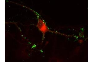 Indirect immunostaining of PFA fixed rat hippocampus neurons with anti-secernin 1 (dilution 1 : 500; red) and mouse anti-synapsin 1 (, dilution 1 : 500; green).