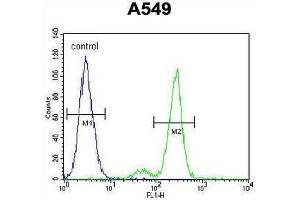 CE164 Antibody (N-term) flow cytometric analysis of A549 cells (right histogram) compared to a negative control cell (left histogram).