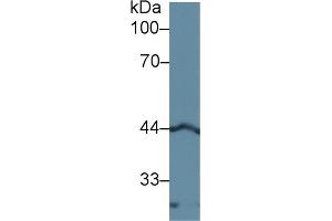 Western blot analysis of Rat Pancreas lysate, using Human LEFTY1 Antibody (1 µg/ml) and HRP-conjugated Goat Anti-Rabbit antibody (