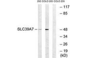 Western blot analysis of extracts from 293/COLO cells, using SLC39A7 Antibody.
