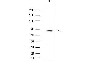 Western blot analysis of lysates from Mouse testis, using IRF7 Mouse Monoclonal Antibody at 1/1000 dilution.