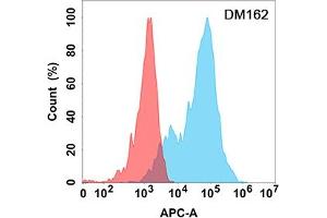 Flow cytometry analysis with Anti-EPHA3 (DM162) on Expi293 cells transfected with human EPHA3 (Blue histogram) or Expi293 transfected with irrelevant protein (Red histogram). (EPH Receptor A3 anticorps  (AA 21-541))