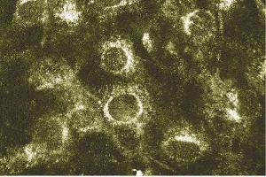 Immunofluorescence staining of NIH/3T3 cells (Mouse embryo fibroblast cells, ATCC CRL-1658).