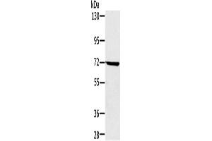 Western Blotting (WB) image for anti-Nucleoporin 85kDa (NUP85) antibody (ABIN2423953) (NUP85 anticorps)