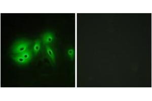 Immunofluorescence (IF) image for anti-Adenylate Cyclase 8 (Brain) (ADCY8) (AA 591-640) antibody (ABIN2889854)