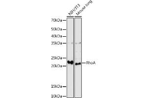 Western blot analysis of extracts of various cell lines, using RhoA antibody (ABIN6134426, ABIN6146932, ABIN6146933 and ABIN6218128) at 1:1000 dilution. (RHOA anticorps  (C-Term))
