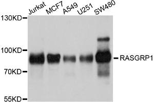 Western blot analysis of extracts of various cell lines, using RASGRP1 antibody. (RASGRP1 anticorps)