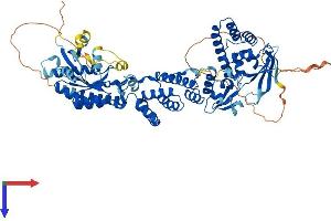 AlphaFold protein structure predicition of Human Recombinant RHOBTB2 Protein, UniprotID Q9BYZ6