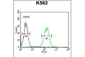 Flow cytometric analysis of K562 cells (right histogram) compared to a negative control cell (left histogram). (CNGA2 anticorps  (N-Term))