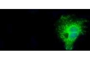 Image no. 3 for anti-Nitrilase Family, Member 2 (NIT2) antibody (ABIN1499737) (NIT2 anticorps)