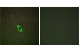 Immunofluorescence analysis of HepG2 cells, using GRAA Antibody. (GZMA anticorps  (AA 61-110))