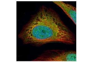 ICC/IF Image Confocal immunofluorescence analysis (Olympus FV10i) of paraformaldehyde-fixed HeLa, using Flightless I, antibody (Green) at 1:500 dilution. (Flightless I anticorps  (Internal Region))