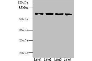 Western blot All lanes: ZNF324antibody at 1. (ZNF324 anticorps  (AA 1-270))