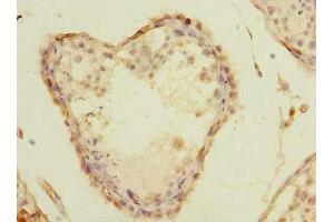 Immunohistochemistry of paraffin-embedded human testis tissue using ABIN7155918 at dilution of 1:100