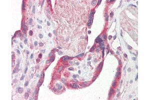 Anti-Fibulin-3 / EFEMP1 antibody IHC staining of human placenta. (FBLN3 anticorps  (C-Term))