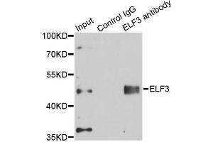 Immunoprecipitation analysis of 150ug extracts of A549 cells using 3ug ELF3 antibody.