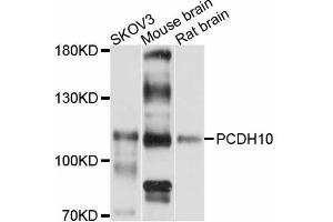 Western blot analysis of extracts of various cell lines, using PCDH10 antibody (ABIN5998466) at 1:3000 dilution. (PCDH10 anticorps)