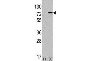 Western blot analysis of ATG7 antibody and 293 lysate transiently transfected with the human gene.