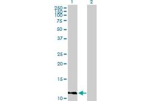 Western Blot analysis of IFI27 expression in transfected 293T cell line by IFI27 MaxPab polyclonal antibody. (IFI27 anticorps  (AA 1-119))