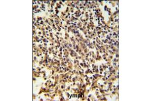 RNASEH2B Antibody IHC analysis in formalin fixed and paraffin embedded human lymph tissue followed by peroxidase conjugation of the secondary antibody and DAB staining.