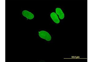 Immunofluorescence of purified MaxPab antibody to LMNA on HeLa cell.