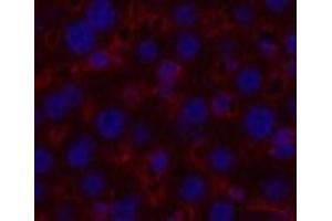 Immunofluorescence analysis of Mouse liver tissue using alpha Tubulin Monoclonal Antibody at dilution of 1:200.