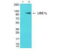 Western blot analysis of extracts from JK cells (Lane 2), using UBE1L antiobdy. (UBA7 anticorps  (C-Term))