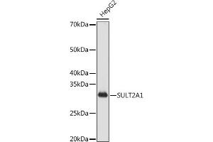 Western blot analysis of extracts of HepG2 cells, using SULT2 antibody (ABIN7270632) at 1:1000 dilution. (SULT2A1 anticorps)