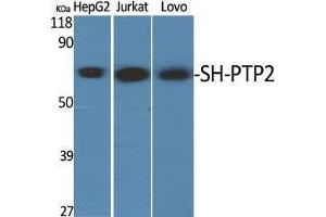 Western Blot (WB) analysis of specific cells using SH-PTP2 Polyclonal Antibody. (PTPN11 anticorps  (Thr494))