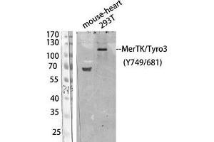 Western Blot (WB) analysis of 293T/ Mouse Heart using Antibody diluted at 1:1000. (MerTK/Tyro3 anticorps  (pTyr681, pTyr749))