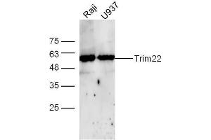 Raji and U937 cell lysates probed with Rabbit Anti-TRIM22 Polyclonal Antibody, Unconjugated  at 1:500 for 90 min at 37˚C. (TRIM22 anticorps  (AA 231-330))