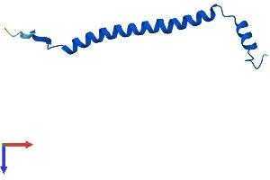 AlphaFold protein structure predicition of Human Recombinant COX6C Protein, UniprotID P09669